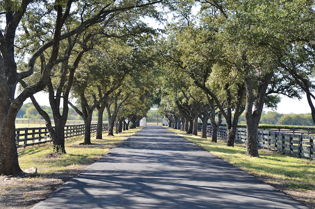 trees lining driveway